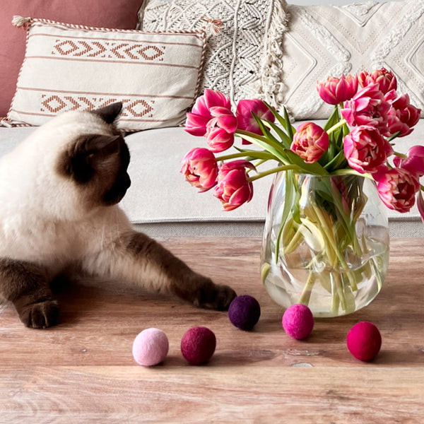 Offrir une Saint-Valentin spéciale à ton chat