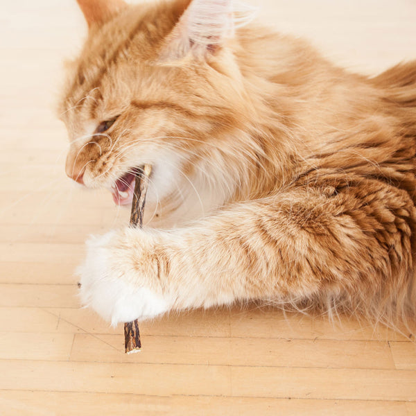 Matatabi-Sticks - die zahnpflegende Alternative zu Katzenminze