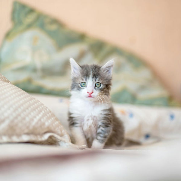 Mini-Katze, große Fragen: So erziehst du dein Kätzchen richtig
