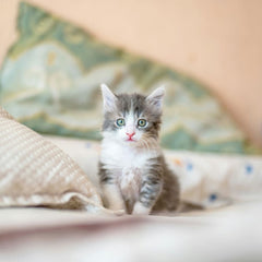 Mini-Katze, große Fragen: So erziehst du dein Kätzchen richtig