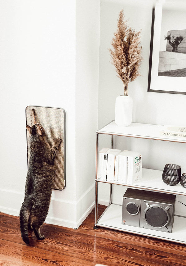 My first cat: Die Katze kommt – und jetzt?