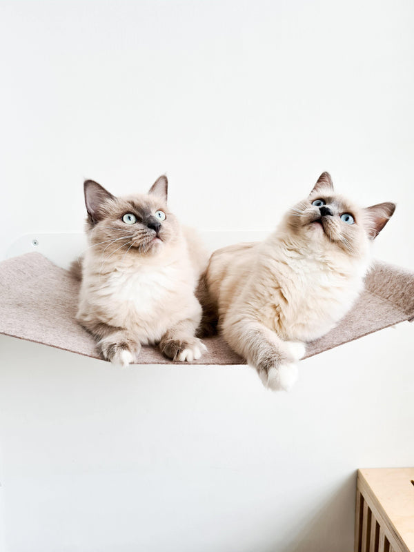 My first cat: Rassekatze oder Bauernhof-Katze?