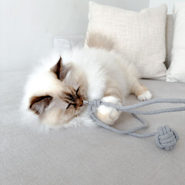 Nachhaltiges Zusammenleben: Tipps für eine umweltbewusste Katzenhaltung