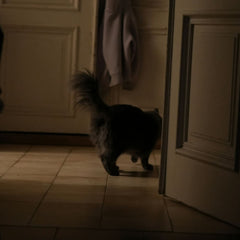 Nachts auf Klo? Können Katzen im Dunkeln sehen