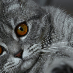 Wie heißt die Katze von morgen? Namens-Trends 2026