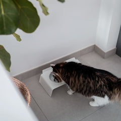 Bowls up! Why cats prefer to stand elevated when eating