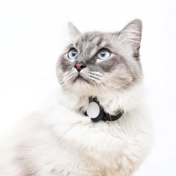 Katze tracken mit dem AirTag von Apple - Sicherheit für dich und deine Katze