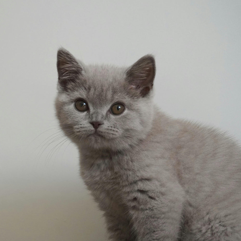 Neue Katze da? So wird der erste Tag ein Volltreffer