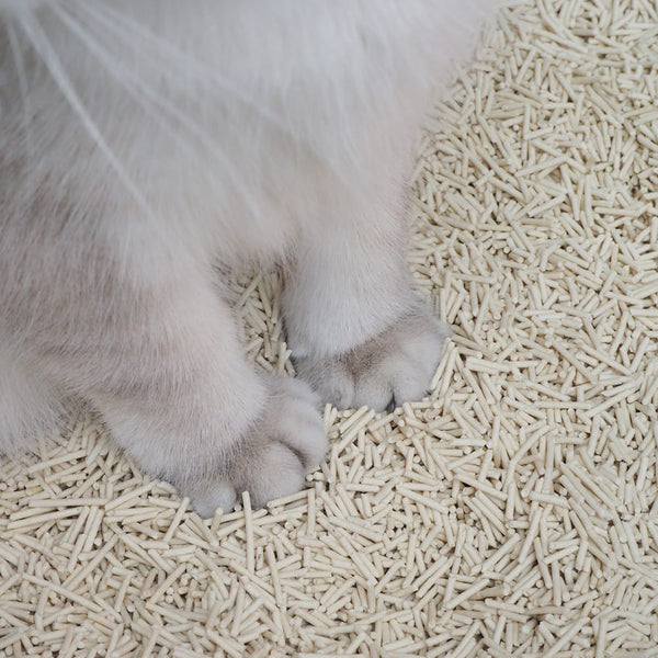 Neues Streu? Alte Katze? So klappt der Wechsel ohne Drama