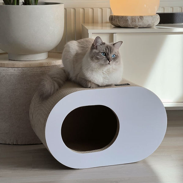 Why cats love cardboard boxes – and why PAPERCAVE is perfect