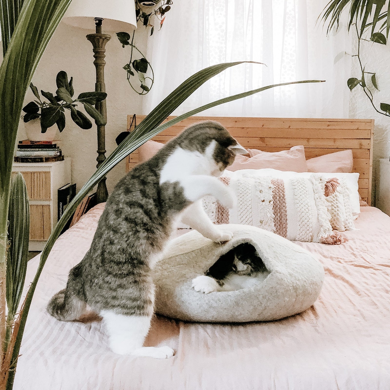 Katzengerechtes Schlafzimmer – So schlafen Mensch und Katze entspannt zusammen