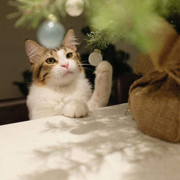 Purr-fekte Weihnachten: Geschenkideen, die jede Katze begeistern