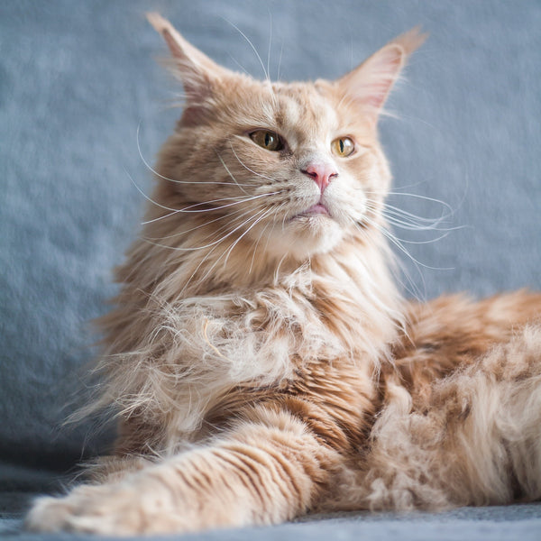 Rasseguide: Maine Coon