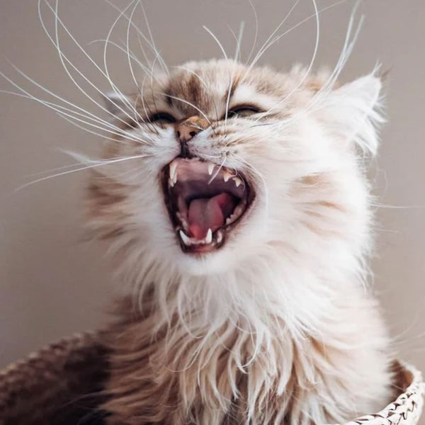 Was Schnurrhaare mit dem Design unserer Futternäpfe zu tun haben