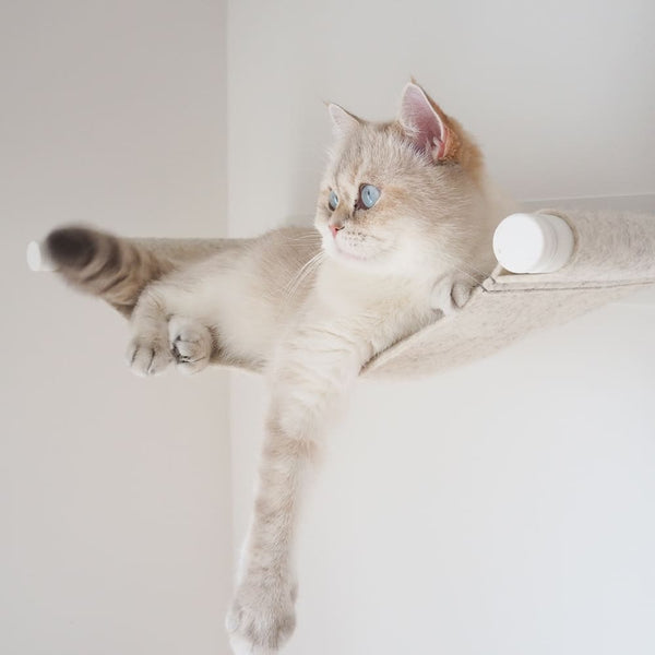 Floating bliss for cats: Why everyone loves SWING