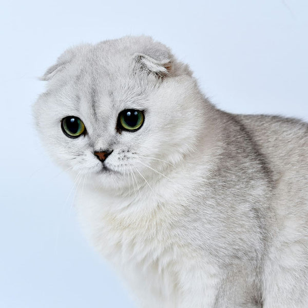 Rasseguide: Scottish Fold