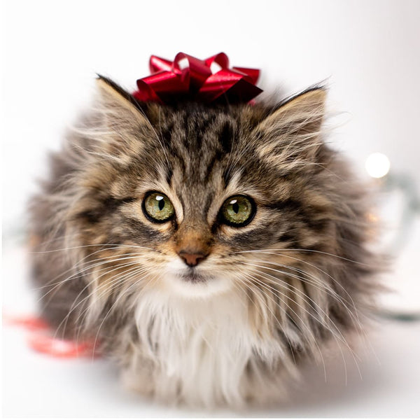 Sichere Weihnachten mit Katze - wir erklären euch wie's klappt