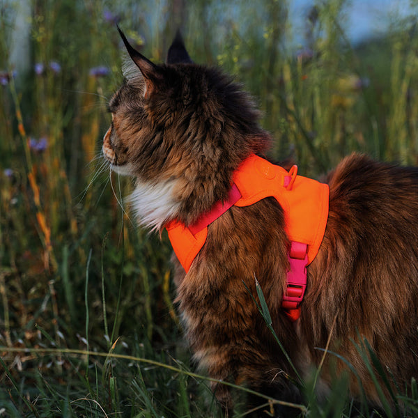 Spazierengehen mit Katze: Zusammen die Natur genießen