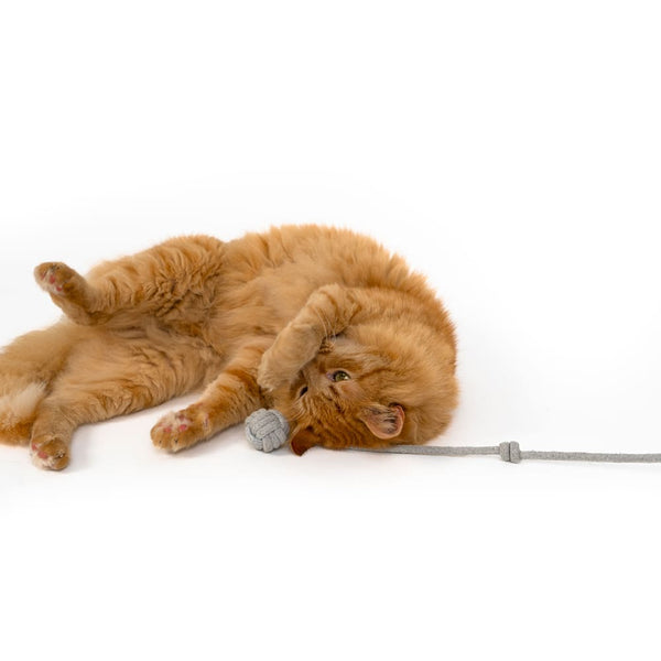 So findest du das perfekte Spielzeug für deine Katze