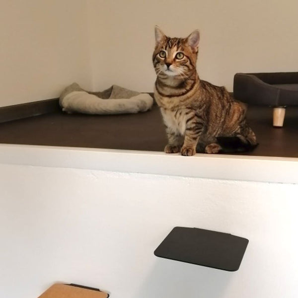 Tierheim Starnberg - Mit LucyBalu zum Spendenerfolg