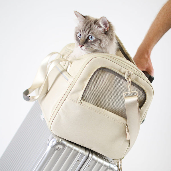 Autofahrten und Flugreisen mit Katze: so klappt's bestimmt!