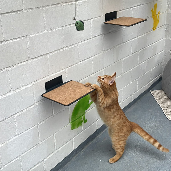 Tierheim Duisburg: Die LucyBalu Katzen-Kletterwand