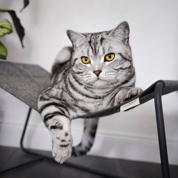 Britisch Kurzhaar bis Ragdoll: Die Top-Katzenrassen und -Namen in 2023 und 2024