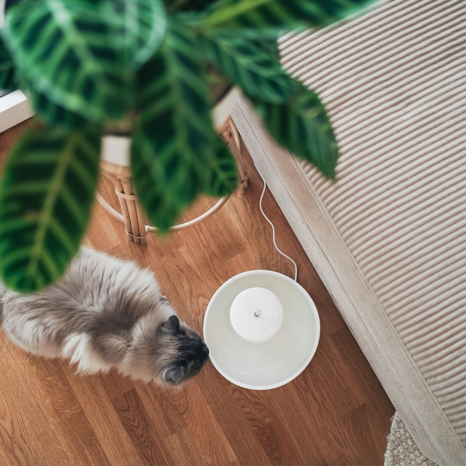 Katzen und Hitze – So bleibt dein Stubentiger cool im Sommer