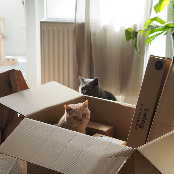 Umzug mit Katze - so klappt's