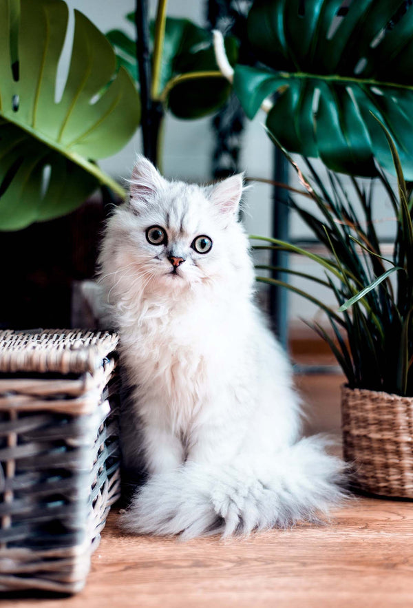 Urban Jungle: Welche Pflanzen giftig sind