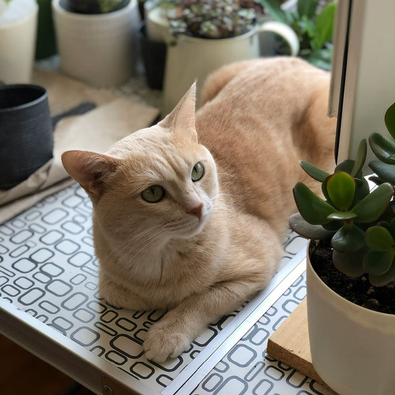 Urban Jungle: Welche Pflanzen giftig sind - LucyBalu