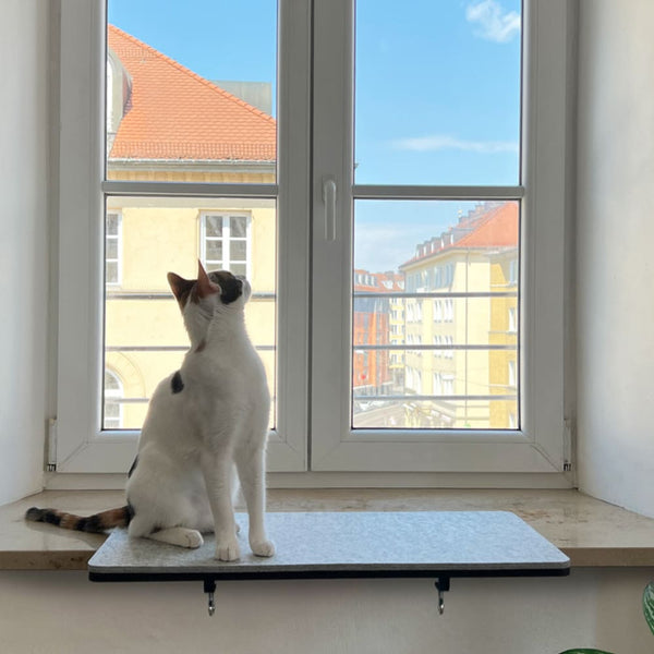 Vögel vor Freigänger-Katzen schützen - warum das wichtig ist