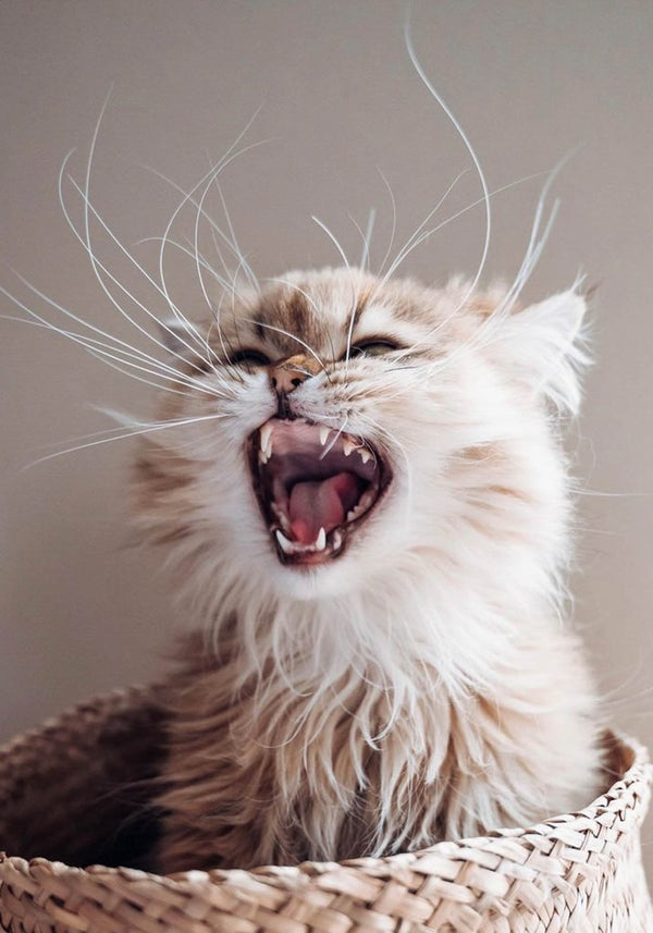 Was Schnurrhaare mit dem Design unserer Futternäpfe zu tun haben