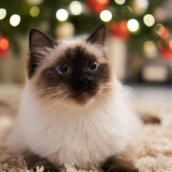 Weihnachten mit Katze: Antworten auf die meistgegoogelten Fragen!