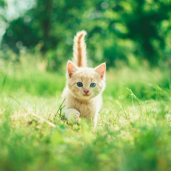 Tiques et puces : comment bien protéger ton chat ?