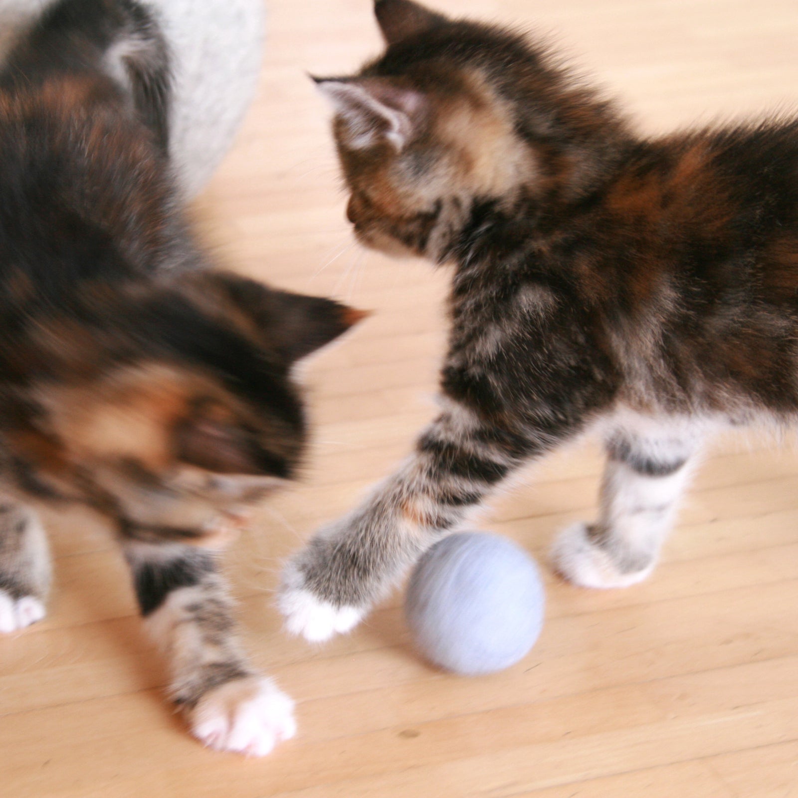 Kitten Produkte von LucyBalu