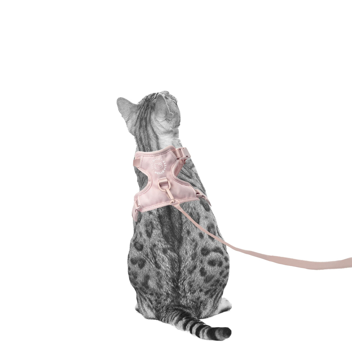 EXPLORER Katzengeschirr