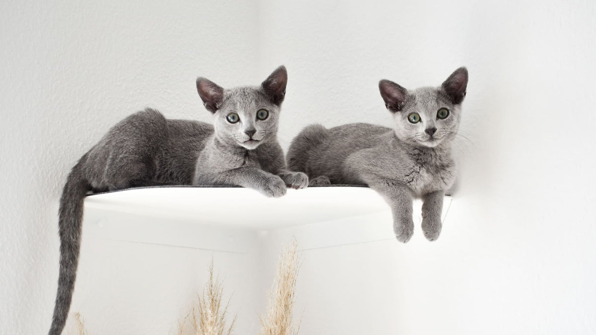 CORNER cuccia da parete per l'angolo