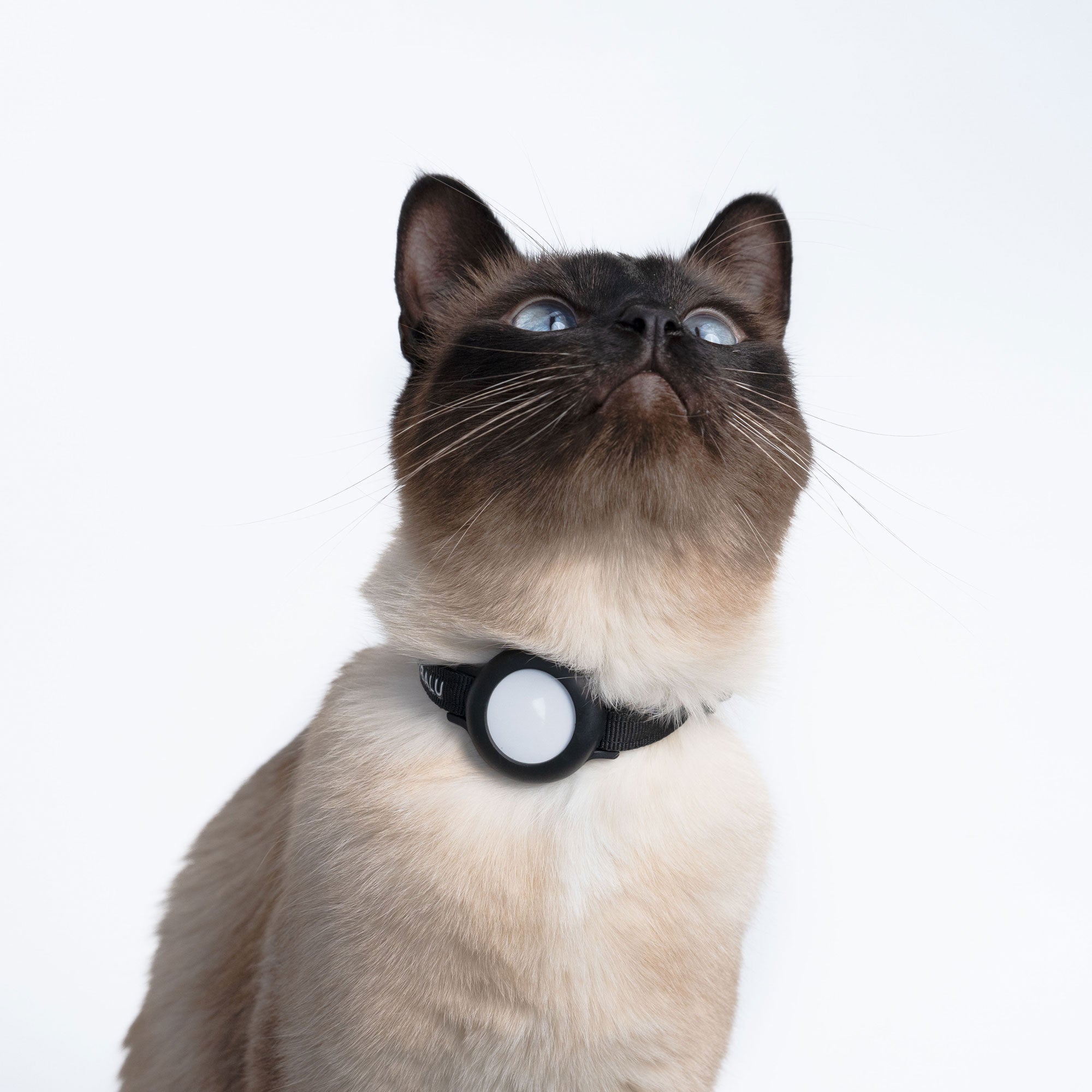 Katze trägt schwarzes Katzenhalsband mit AirTag