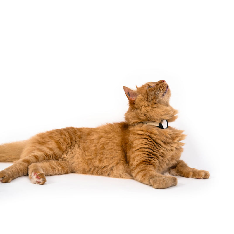 DORI AirTag Katzenhalsband (Nylon)