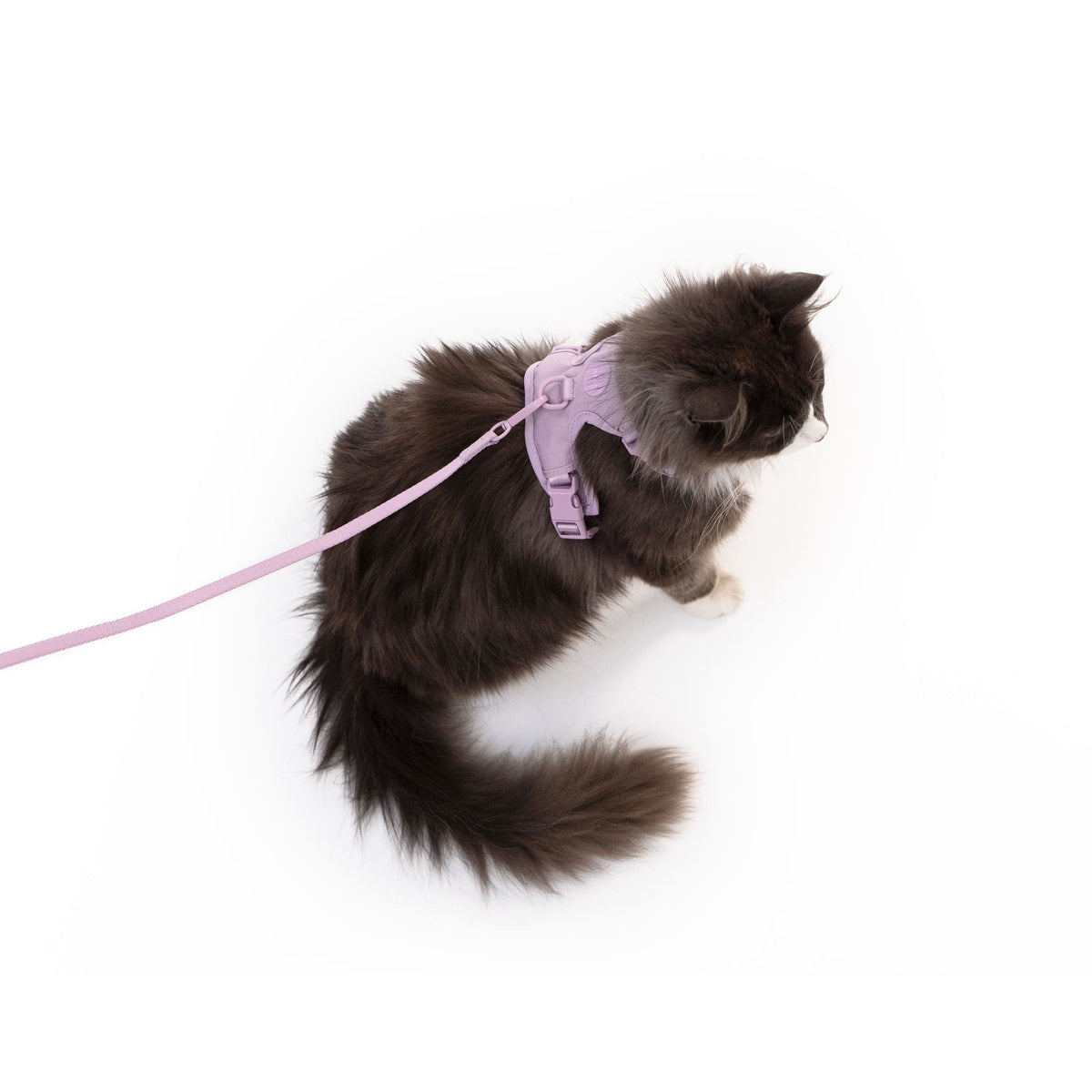 EXPLORER cat harness