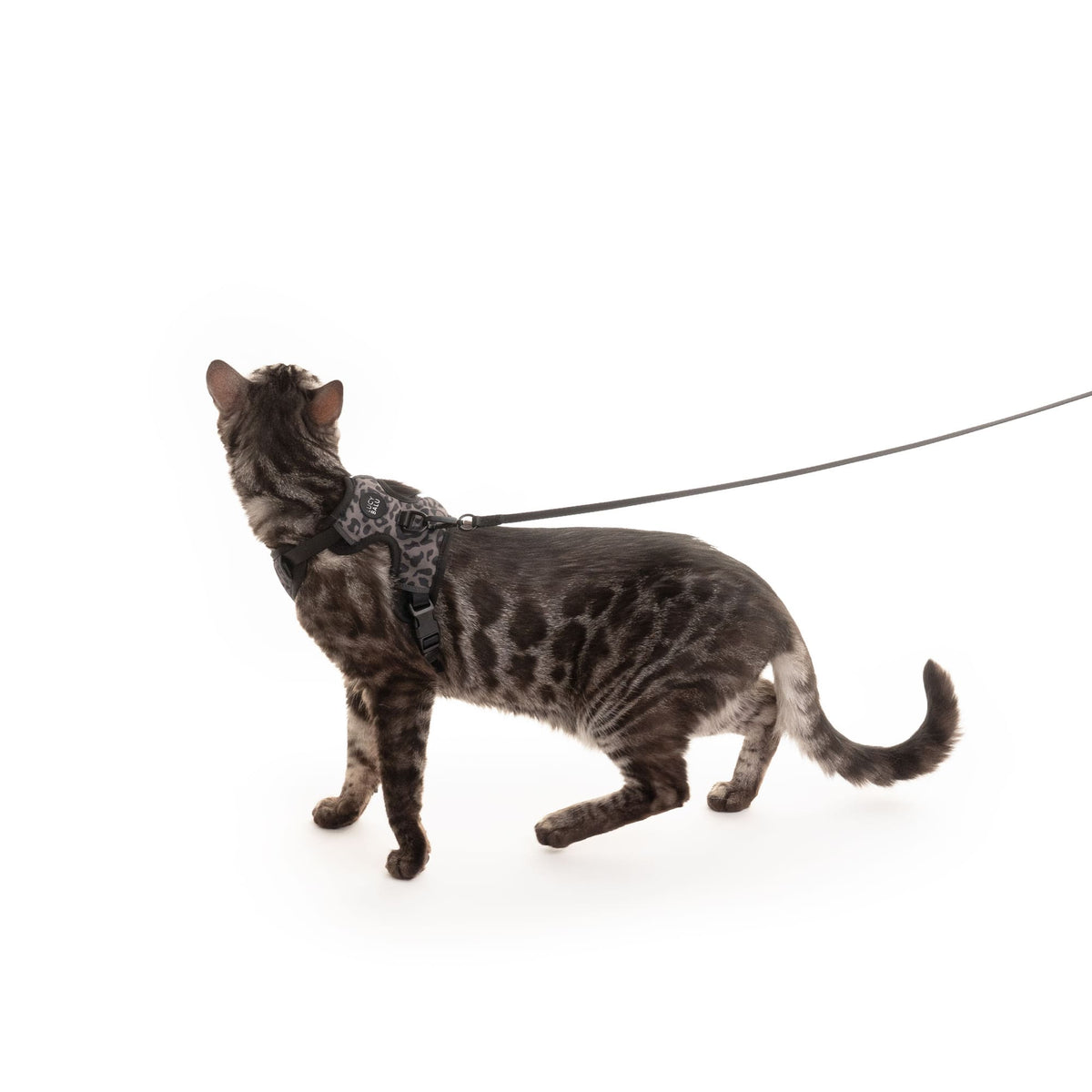 EXPLORER cat harness