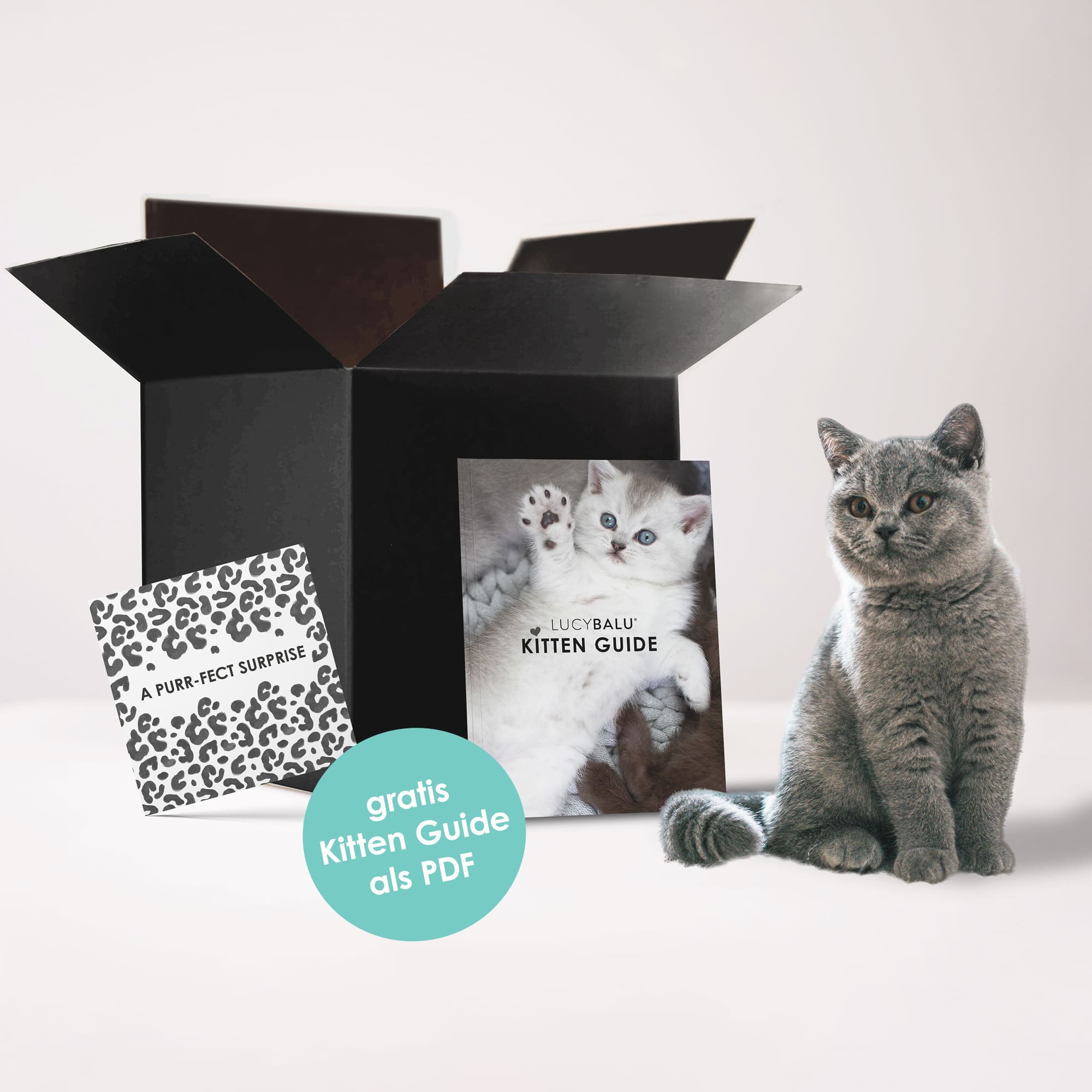 KITTEN BOX - The Kitten Starter Pack