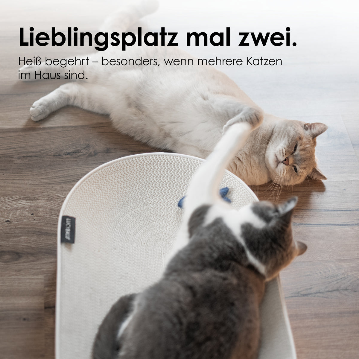 SCRATCHBED Kartonbett