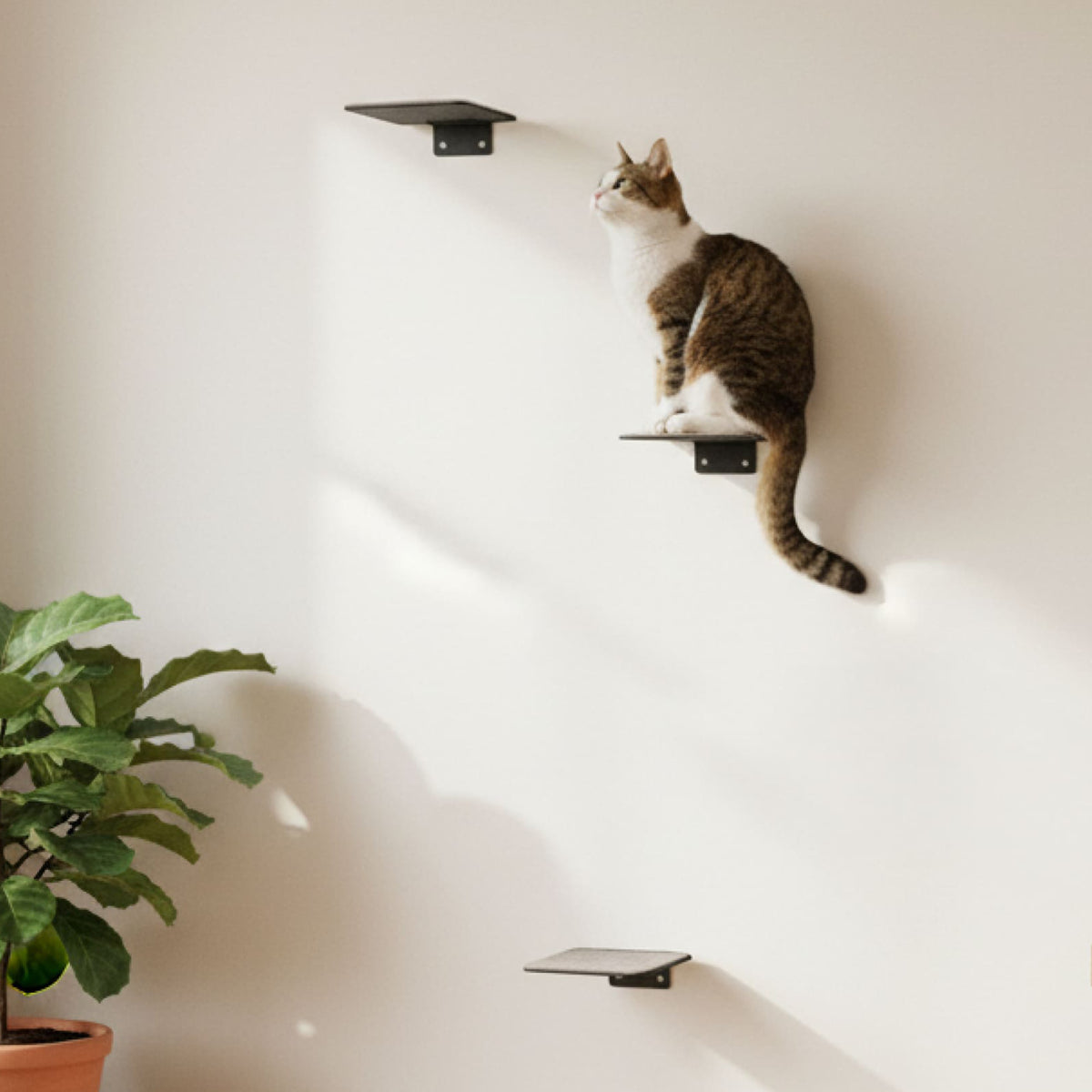 STEPS cat stairs