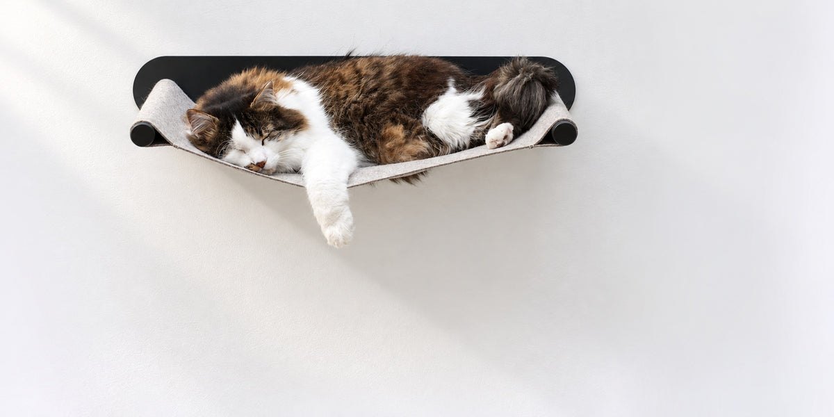 Langhaarige Katze schläft ausgestreckt in der SWING Wandhängematte aus Filz, neben einem Eukalyptuszweig.