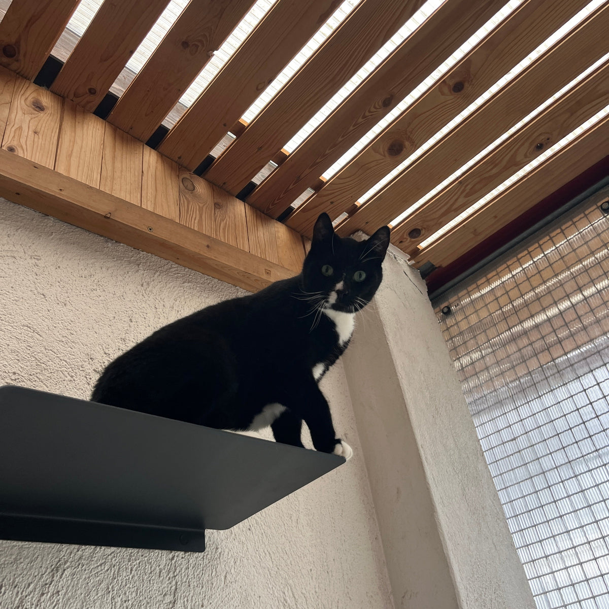 Schwarz-weiße Katze sitzt auf einem dunkelgrauen Wandregal im Außengehege des Tierheims Duisburg und blickt in die Kamera.