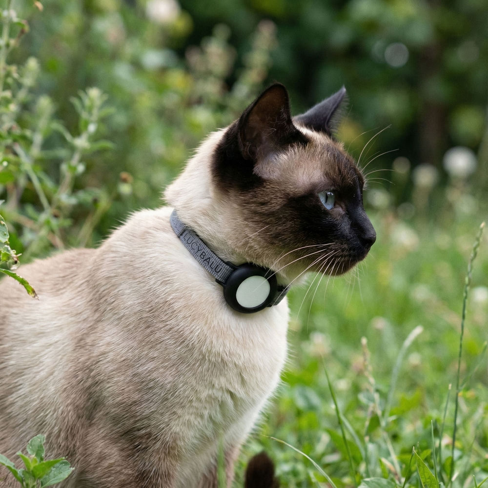 Un chat dans un pré verdoyant avec collier pour chat DORI gris et AirTag
