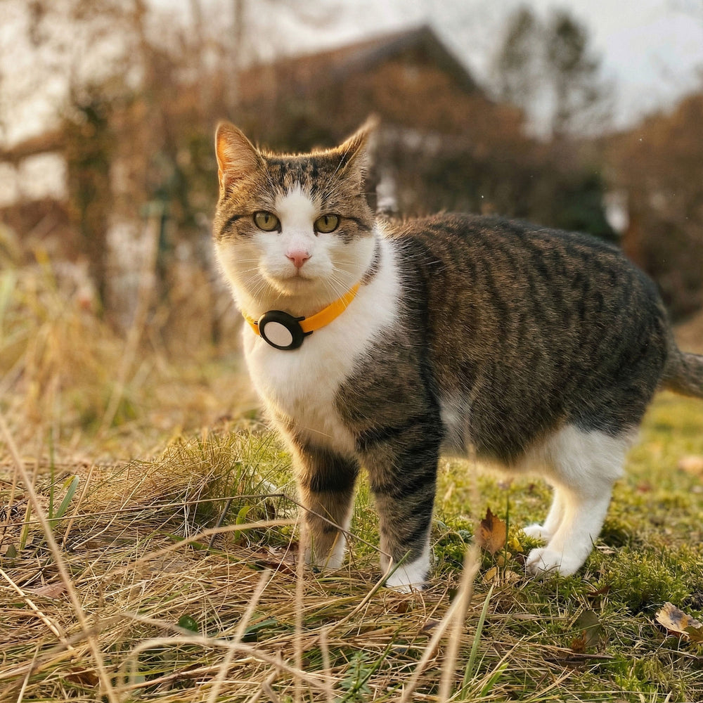 Un chat tigré avec collier NEMO orange et boucle de sécurité dans une prairie automnale