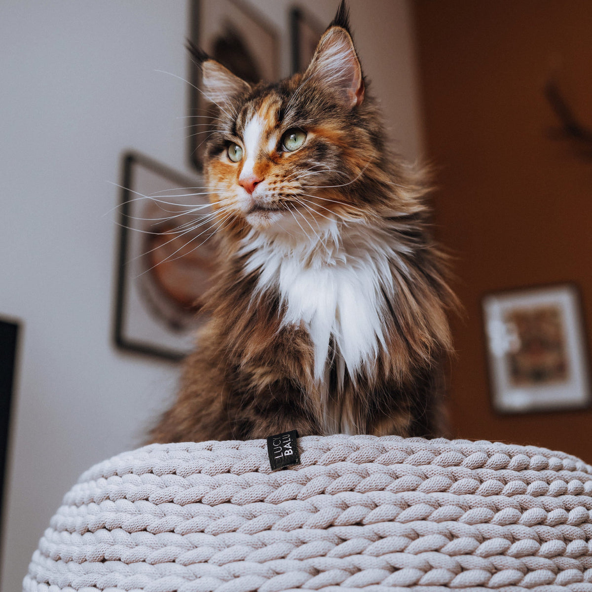 B-Stock: Basket cat bed